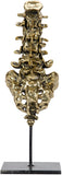 Vertebrae, Brass and Metal - Decor - Tipplergoods